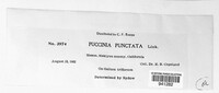 Puccinia punctata image